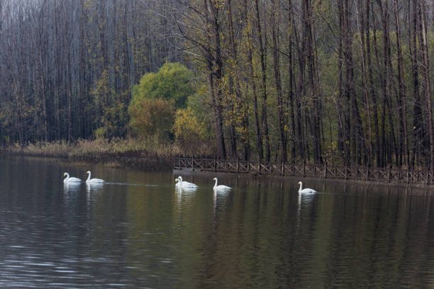 istock The white swan swimming 1087229736