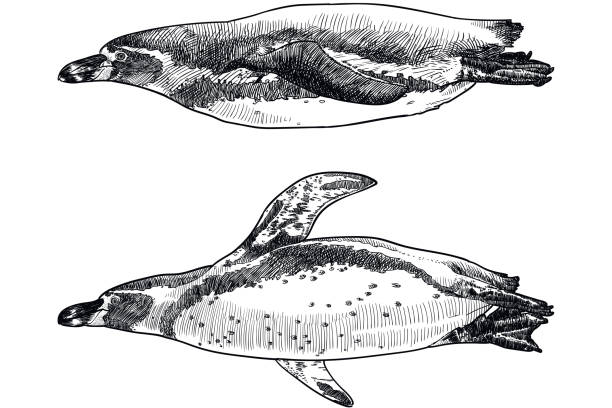 векторные рисунки плавающих пингвинов гумбольдта. иллюстрация в старом стиле - humboldt penguin stock illustrations