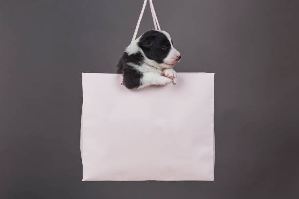 istock Border Collie Puppy 1087234020