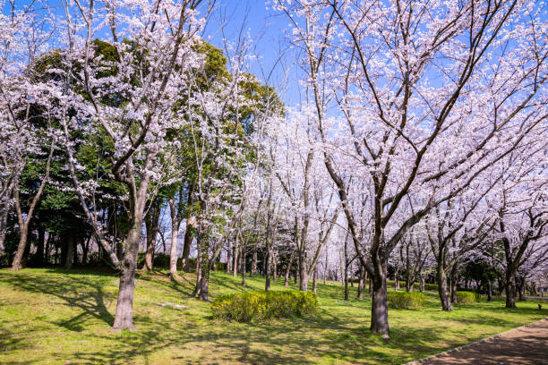 istock Spring Pink Cherry Blossoms with Blue Sky Background 1087234278