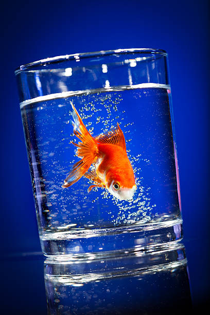 istock Gold small fish in a water glass 108724051