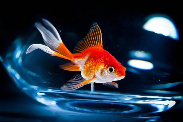 Photo of goldfish