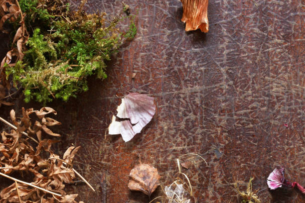 istock Natural materials for painting eggs. 1087244000