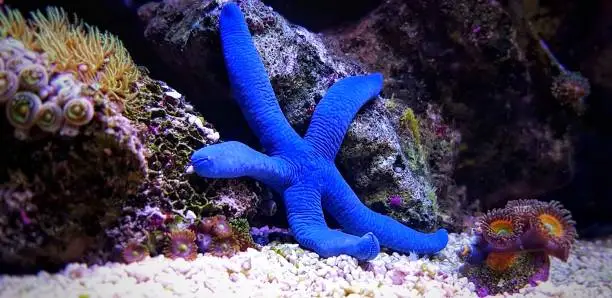 Photo of Blue Sea Star, 
(Linckia laevigata)