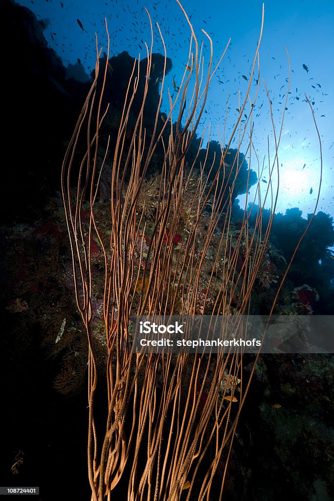 coral arame no Mar vermelho. - Royalty-free Abaixo Foto de stock