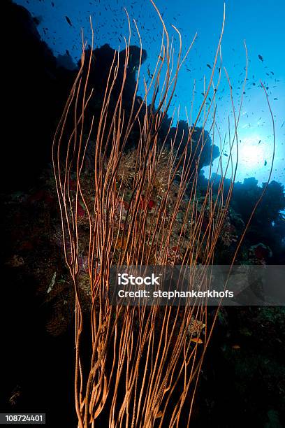 Coral Arame No Mar Vermelho - Fotografias de stock e mais imagens de Abaixo - Abaixo, Animal, Animal selvagem