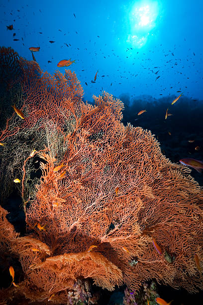 istock Seafan and fish in the Red Sea. 108724405