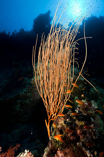 istock Whip coral in the Red Sea. 108724407