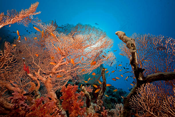 istock Seafan and fish in the Red Sea. 108724410