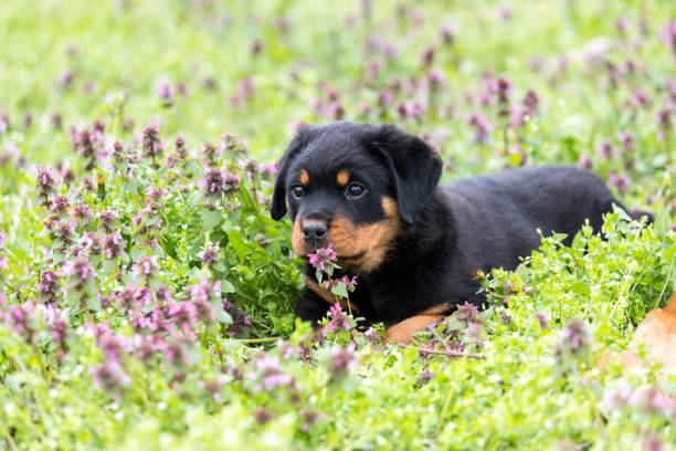 istock Cute rottweiler puppy lying on the lawn 1087244120