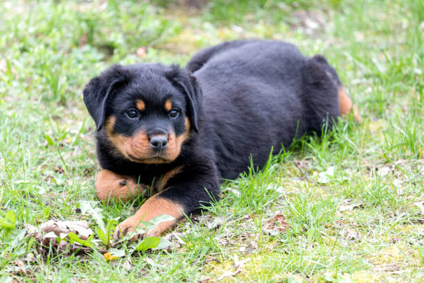 istock Rottweiler puppy lying outdoors and enjoys the sun 1087244136