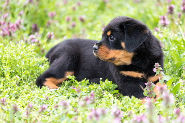 istock Rottweiler puppy lying on the lawn 1087244142