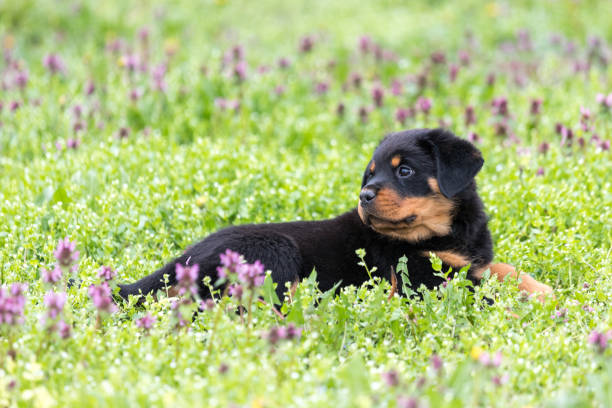 istock Rottweiler puppy lying outdoors 1087244148