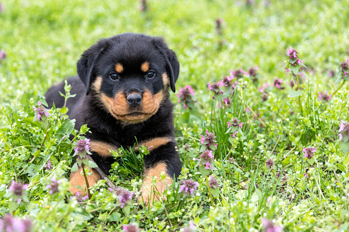 Small rottweiler puppy lying outdoors and looking on the camera - Image