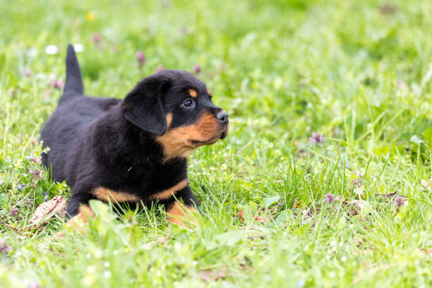 istock Small rottweiler puppy playing outdoors 1087244156