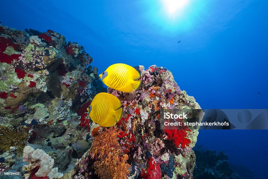 Pez mariposa en el Mar Rojo. - Foto de stock de Agua libre de derechos