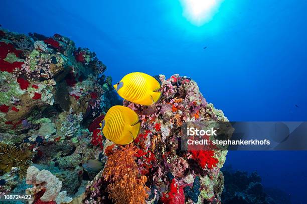 Pez Mariposa En El Mar Rojo Foto de stock y más banco de imágenes de Agua - Agua, Animal, Animales salvajes