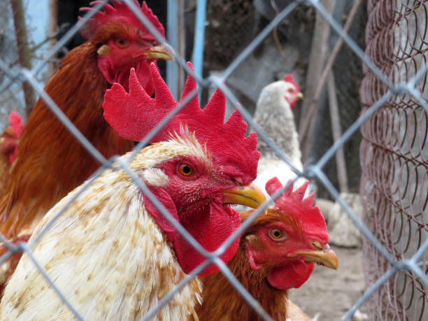 chickens on the farm, selective focus - aviary imagens e fotografias de stock