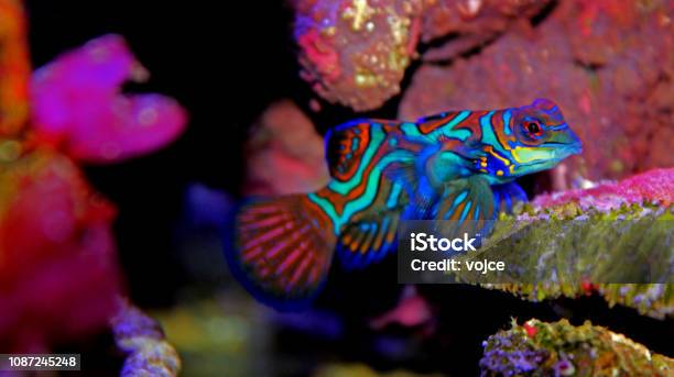 Mandarin Fish Stock Photo - Download Image Now - Animal, Animal Wildlife, Backgrounds