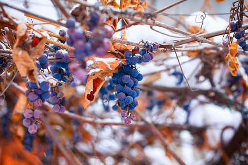 Frozen blue grape vines covered snow. Close-up.