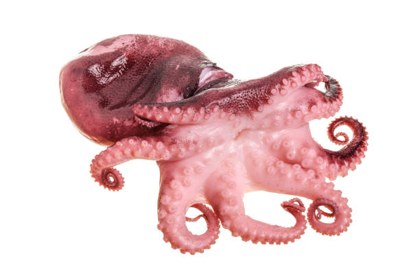 istock Small octopus isolated on white background. Close up 1087246980