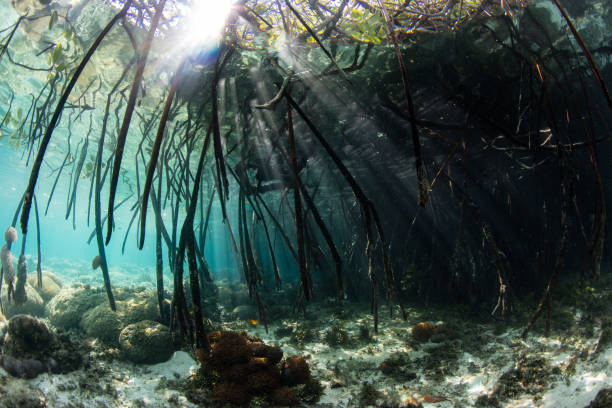 istock Sunlight and Prop Roots in Blue Water Mangrove Forest 1087247068