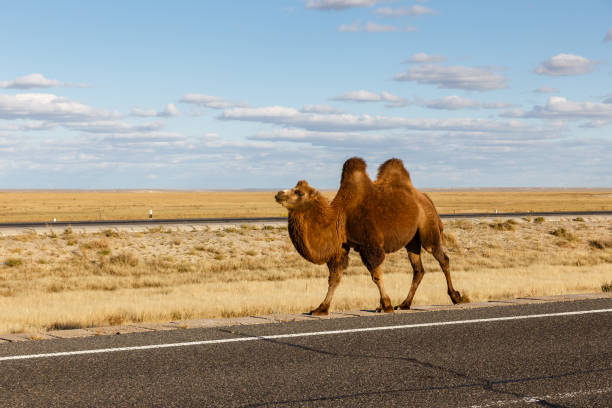 zwei bucklig kamel geht auf der straße - inner mongolia stock-fotos und bilder