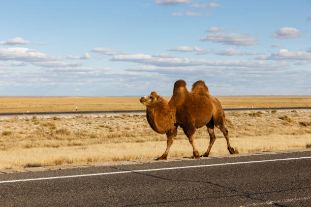 two-humped camel goes on the road - bactrianus imagens e fotografias de stock