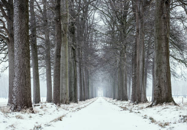 Winter wood road