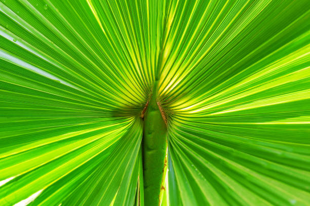 istock detail of a green palm leaf 1087248736