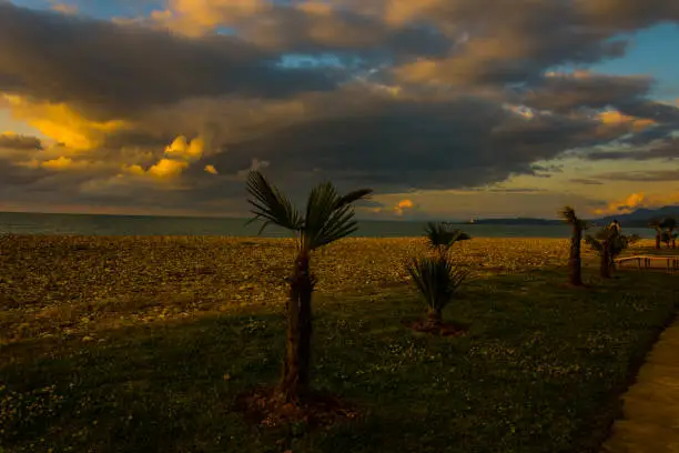 Photo of The palms on the beach during the sunset time