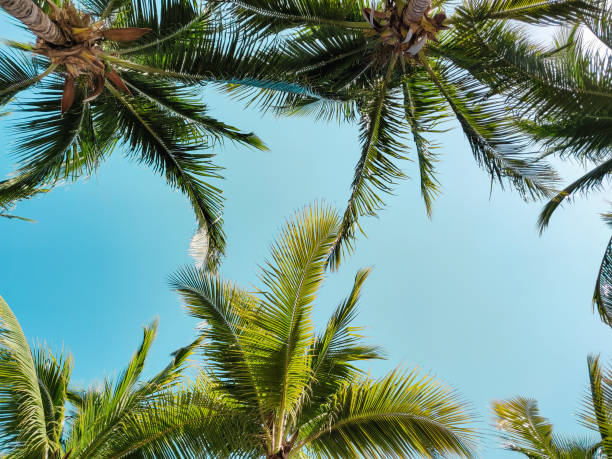 istock Palm trees against sky, tropical vacation. 1087249730