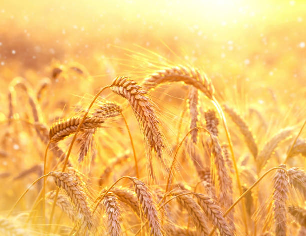 istock Ears of wheat close up 1087251458