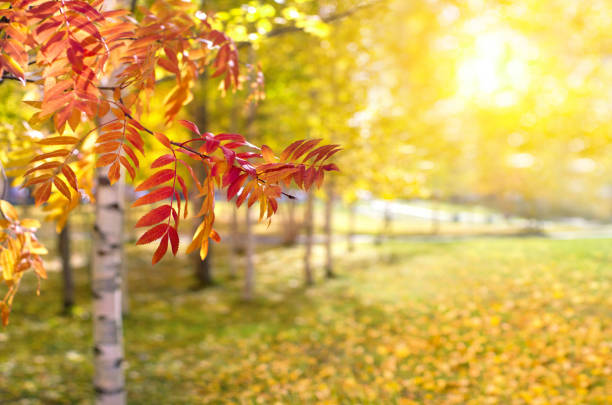 Colorful natural background. Red and yellow leaves of trees in the park.