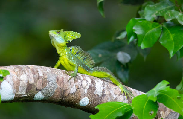 istock Plumed Basilisk Lizard Basking in the Costa Rica Rainforest 1087251754