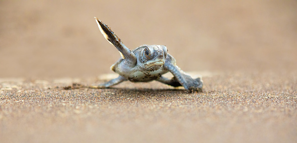 Una tortuga bebé verde scurries frente a la playa para llegar a la seguridad del océano photo