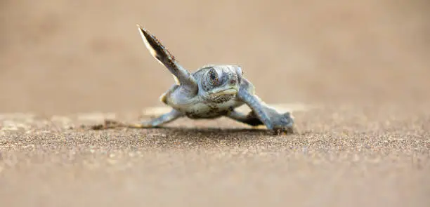 Green Sea Turtle (Chelonia mydas), hatchling, Tortugeuro National Park, Costa rica
