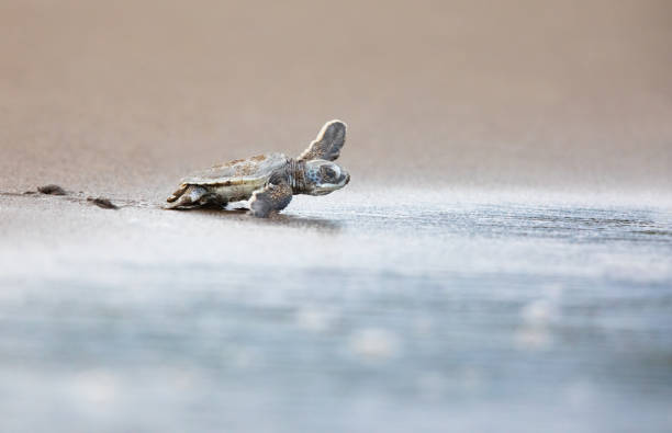 海の安全のためにビーチを渡って疾走する赤ちゃん緑色の海亀の孵化 - hatchling ストックフォトと画像