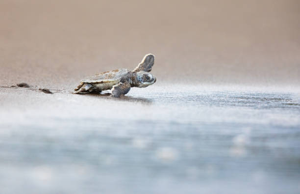 A baby green sea turtle hatchling scurries across the beach to get to the safety of the ocean Green Sea Turtle (Chelonia mydas), hatchling, Tortugeuro National Park, Costa rica tortuguero photos stock pictures, royalty-free photos & images