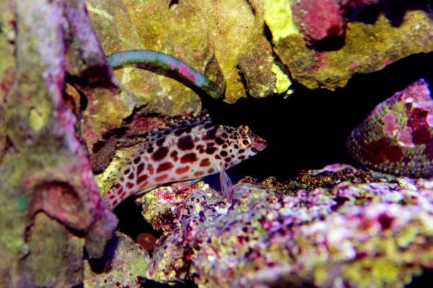 istock Pixy spotted Hawkfish in reef tank 1087252106
