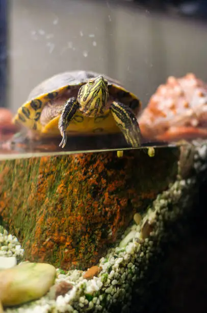 Photo of Portrait of Pond Slider turtle sitting in aquarium