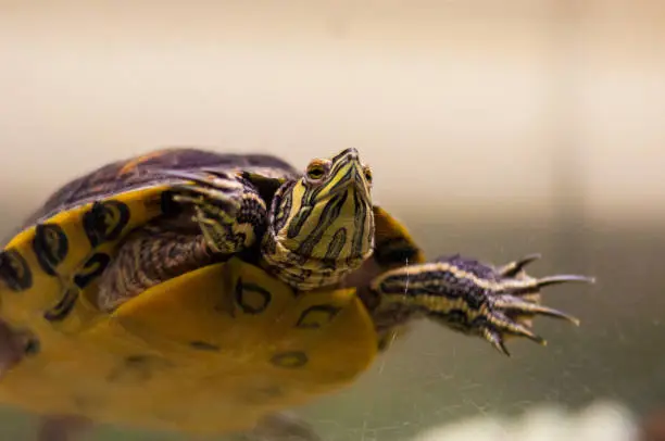 Photo of Close-up of Pond Slider turtle swimming in aquarium