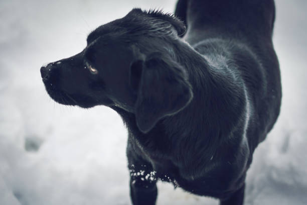 istock Black Dog in Snow 1087253726
