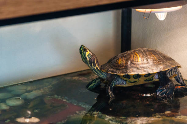 Pond Slider turtle sitting on the stone in aquarium