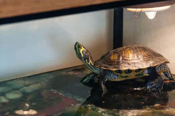Photo of Pond Slider turtle sitting on the stone in aquarium