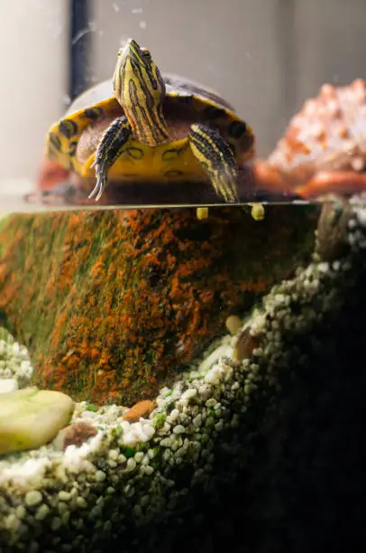 Photo of Portrait of Pond Slider turtle sitting in aquarium