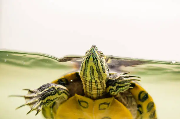 Photo of Close-up of Pond Slider turtle swimming in aquarium