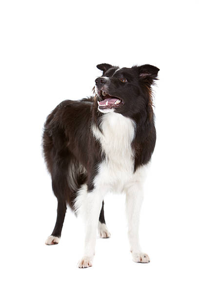 istock Beautiful bordercollie 108725540
