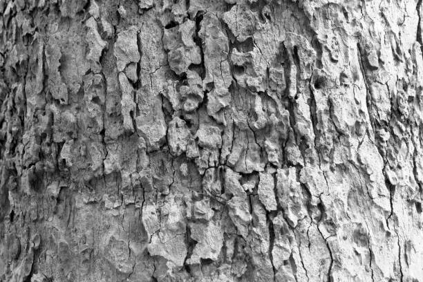 istock black and white bark of tree texture , soft focus 1087258298
