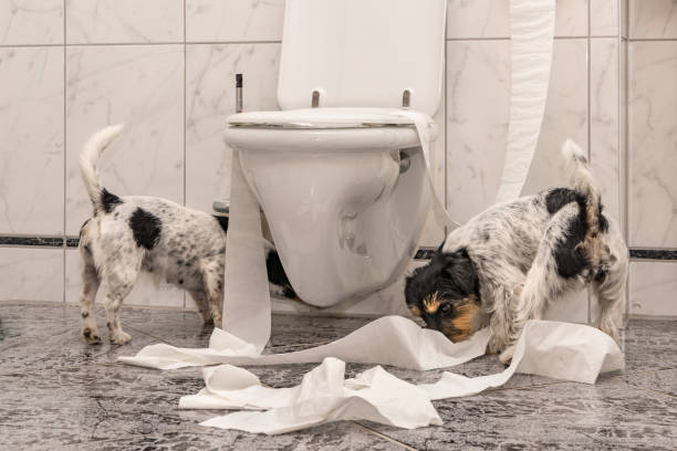 disobedient dogs are making a mess in the apartment. Little destroyer Jack Russell Terrier naughty dogs are making a mess in the apartment. Little destroyer Jack Russell Terrier dog group of animals three animals happiness stock pictures, royalty-free photos & images